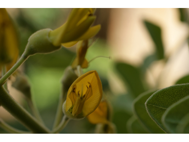 Sophora tomentosa (Yellow necklacepod) #55728