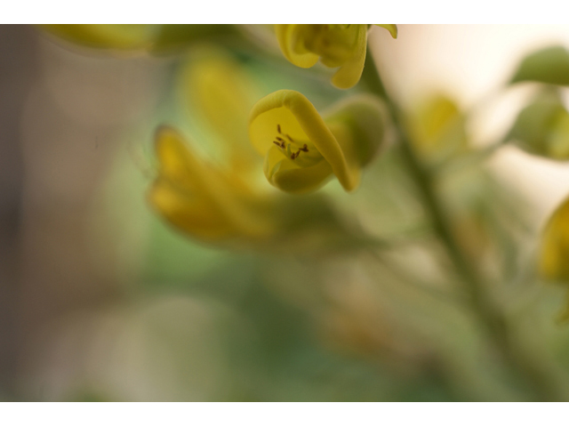 Sophora tomentosa (Yellow necklacepod) #55729