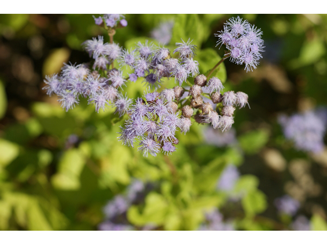 Chromolaena odorata (Blue mistflower) #55730
