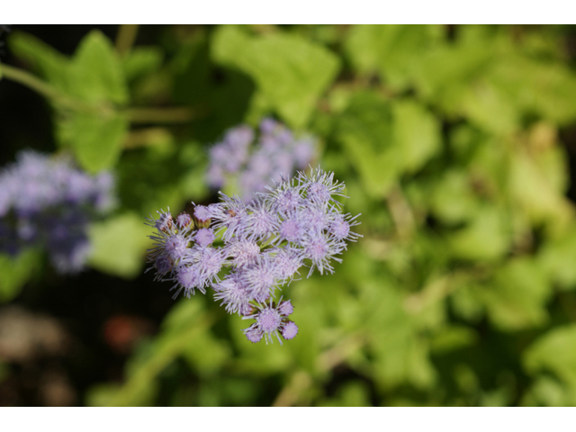 Chromolaena odorata (Blue mistflower) #55731