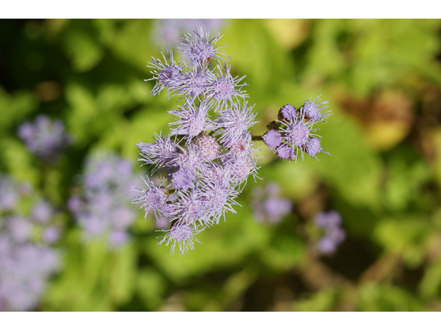 Chromolaena odorata (Blue mistflower) #55732