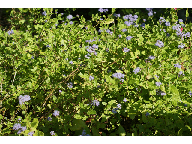 Chromolaena odorata (Blue mistflower) #55734