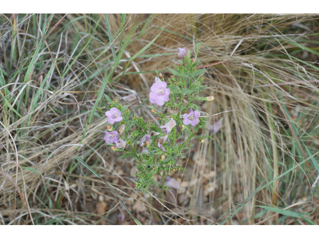 Agalinis heterophylla (Prairie agalinis) #55746
