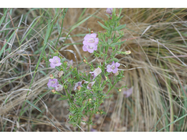 Agalinis heterophylla (Prairie agalinis) #55747