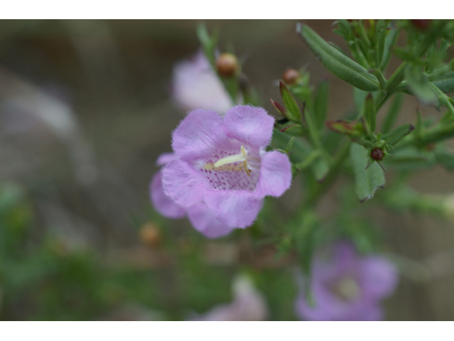 Agalinis heterophylla (Prairie agalinis) #55749