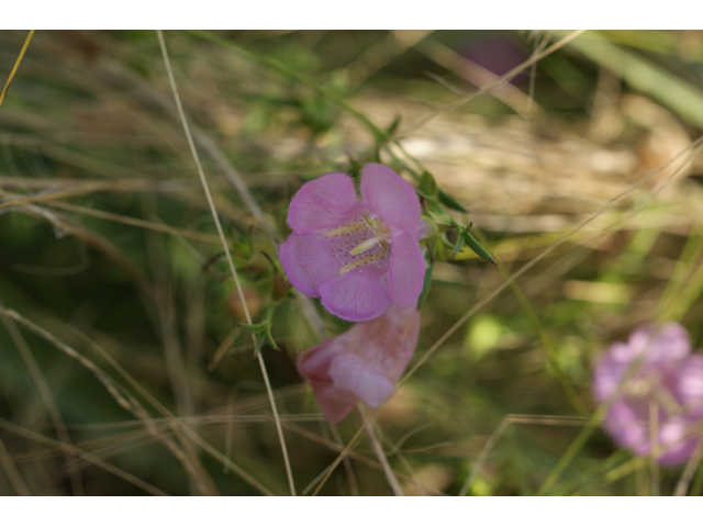 Agalinis heterophylla (Prairie agalinis) #55753