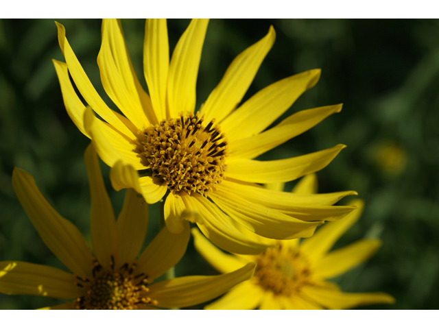 Helianthus maximiliani (Maximilian sunflower) #55762