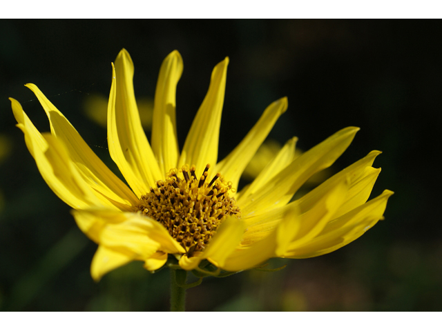 Helianthus maximiliani (Maximilian sunflower) #55763