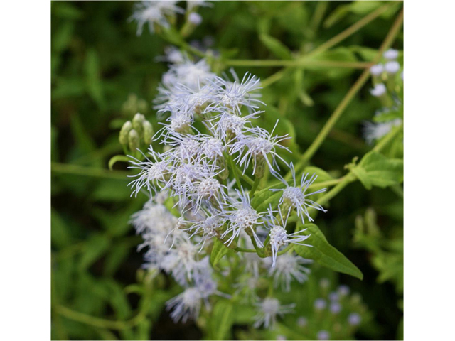 Chromolaena odorata (Blue mistflower) #55793