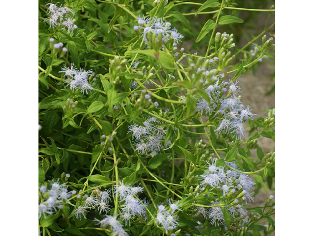 Chromolaena odorata (Blue mistflower) #55794