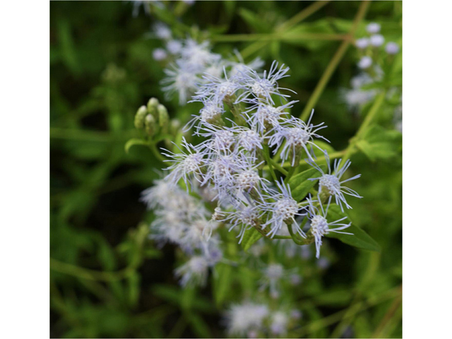Chromolaena odorata (Blue mistflower) #55796