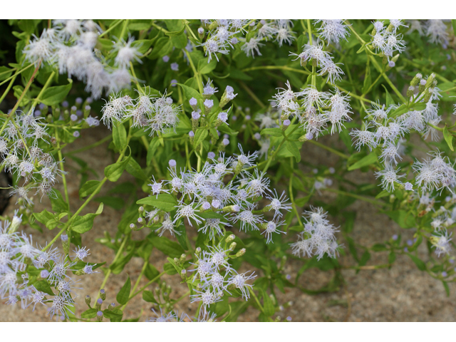 Chromolaena odorata (Blue mistflower) #55797
