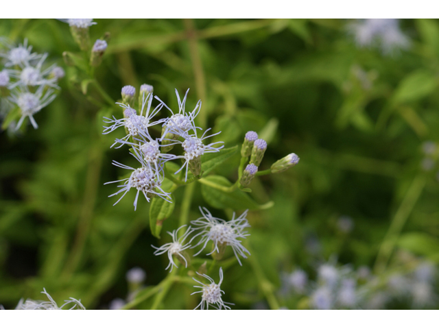Chromolaena odorata (Blue mistflower) #55798