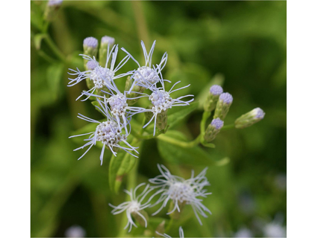 Chromolaena odorata (Blue mistflower) #55799