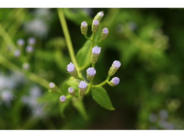 Chromolaena odorata (Blue mistflower) #55801