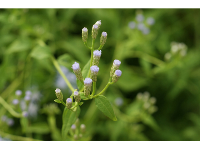 Chromolaena odorata (Blue mistflower) #55802