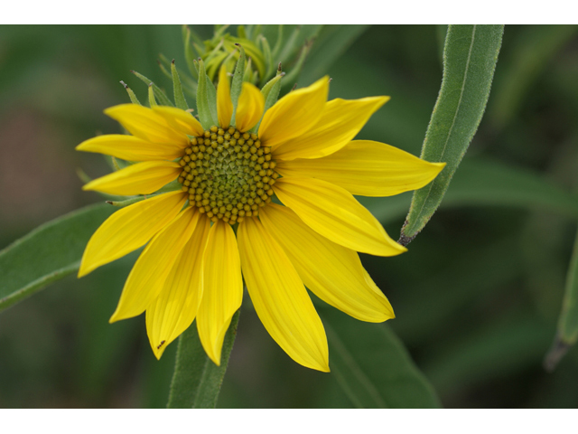 Helianthus maximiliani (Maximilian sunflower) #55824