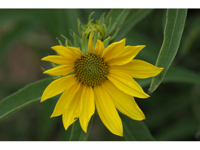Helianthus maximiliani (Maximilian sunflower) #55825
