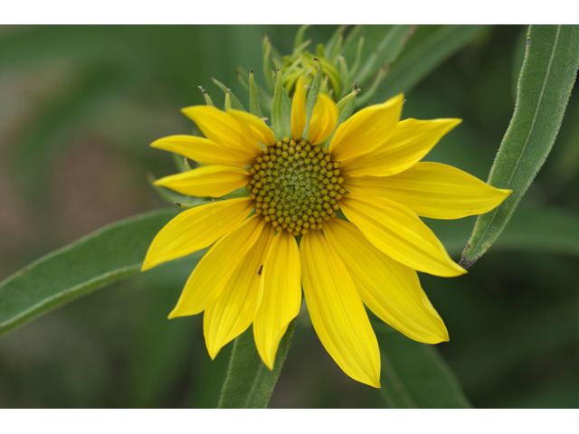 Helianthus maximiliani (Maximilian sunflower) #55826