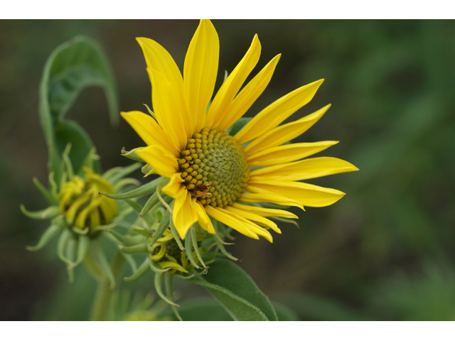 Helianthus maximiliani (Maximilian sunflower) #55830
