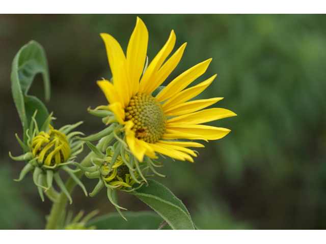 Helianthus maximiliani (Maximilian sunflower) #55831