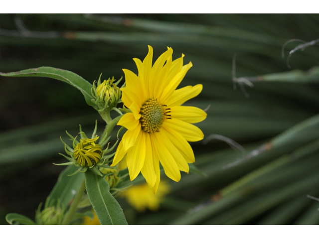 Helianthus maximiliani (Maximilian sunflower) #55832
