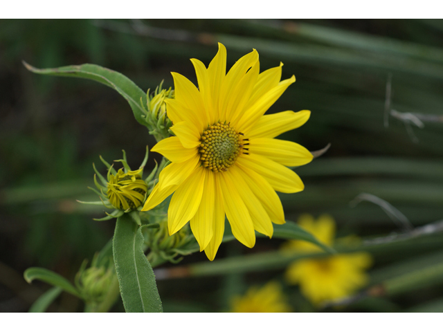 Helianthus maximiliani (Maximilian sunflower) #55833