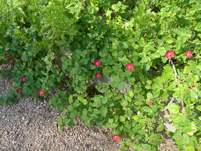 Pavonia lasiopetala (Rock rose) #55903