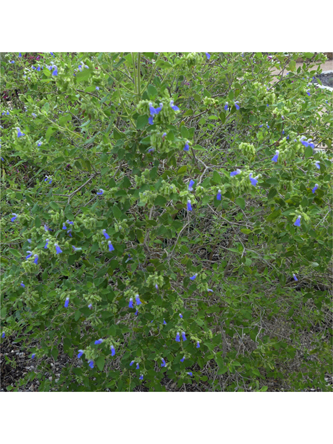 Salvia ballotiflora (Shrubby blue sage) #55934