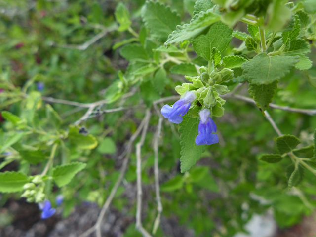 Salvia ballotiflora (Shrubby blue sage) #55935