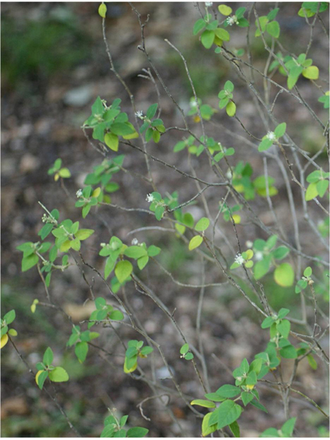 Croton fruticulosus (Bush croton) #55938