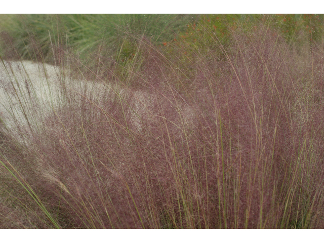 Muhlenbergia capillaris (Gulf muhly) #55960