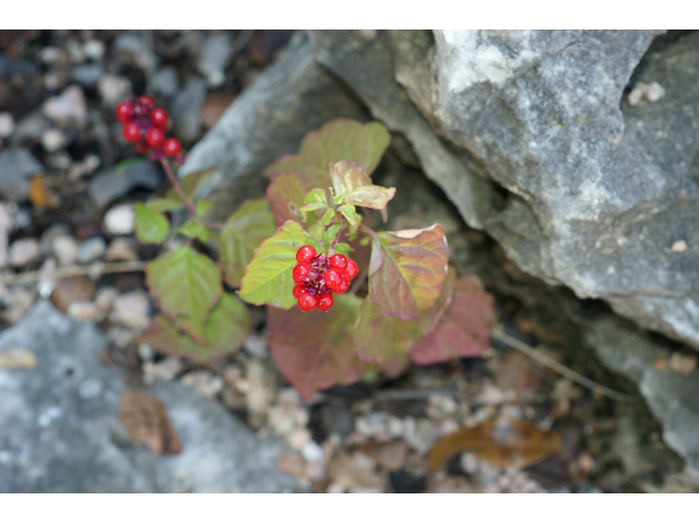 Rivina humilis (Pigeonberry) #56010