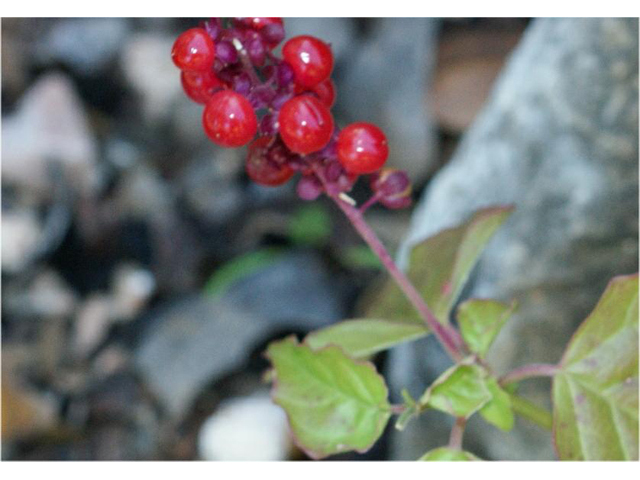 Rivina humilis (Pigeonberry) #56011