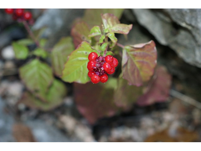 Rivina humilis (Pigeonberry) #56012