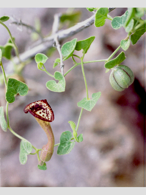 Aristolochia coryi (Cory's dutchman's-pipe) #38850