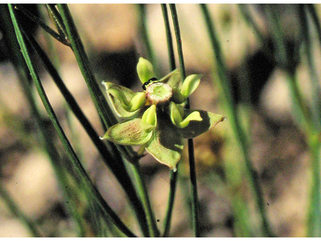 Asclepias sperryi (Sperry's milkweed) #38853