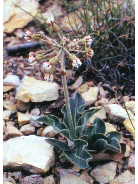 Asclepias scaposa (Stalked milkweed) #39311