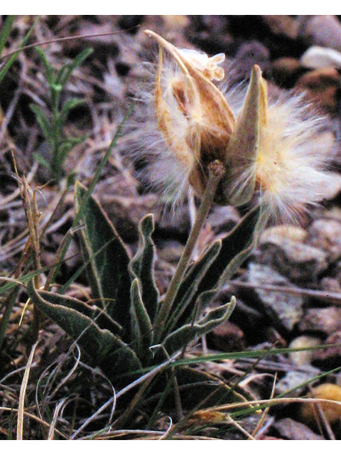Asclepias scaposa (Stalked milkweed) #39314