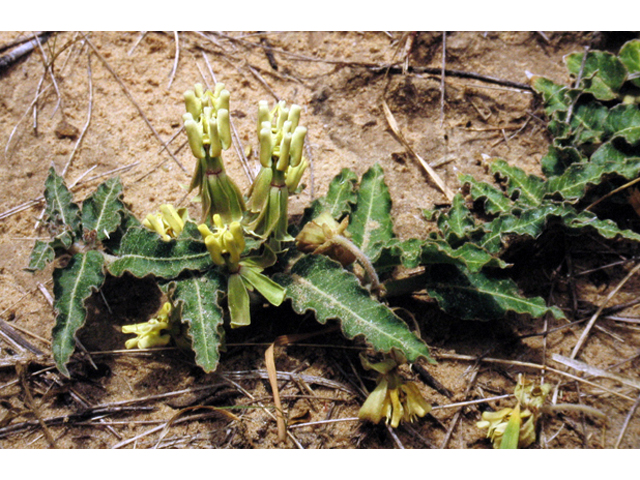 Asclepias prostrata (Prostrate milkweed) #42238