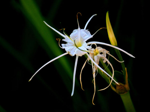 Hymenocallis liriosme (Texas spiderlily) #19316