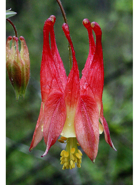 Aquilegia canadensis (Eastern red columbine) #30750