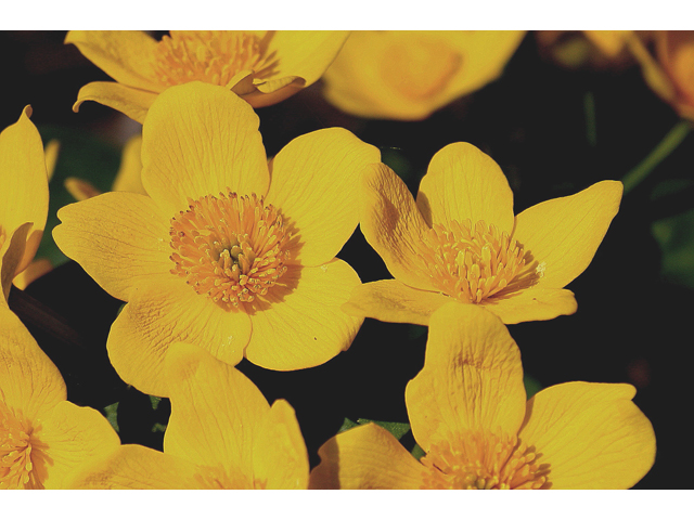 Caltha palustris (Yellow marsh marigold) #30756
