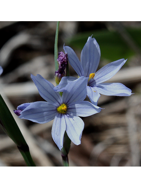 Sisyrinchium albidum (White blue-eyed grass) #30760