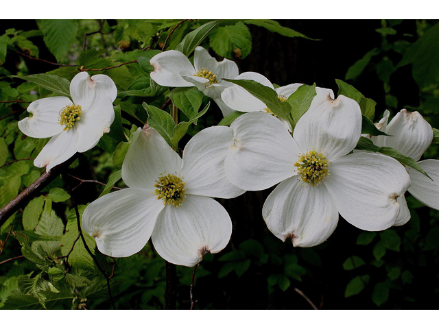 Cornus florida (Flowering dogwood) #30766