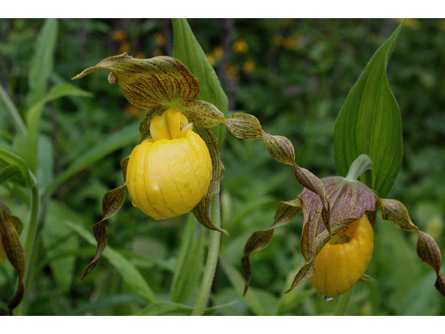 Cypripedium parviflorum var. pubescens (Greater yellow lady's slipper) #30773