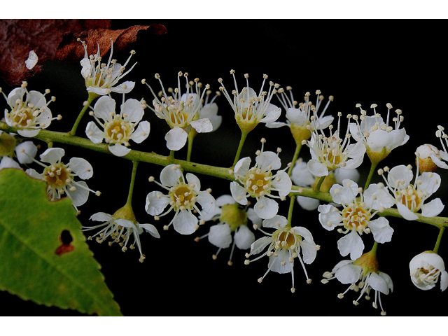 Prunus serotina (Black cherry) #30781