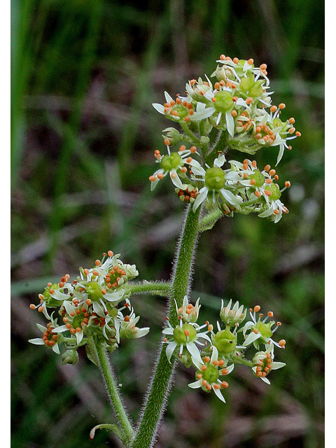 Saxifraga pensylvanica (Eastern swamp saxifrage) #30784