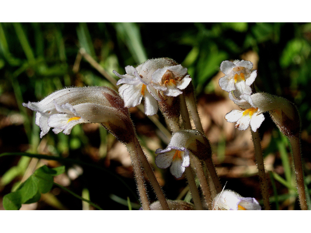 Orobanche uniflora (One-flowered broomrape) #30791