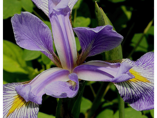 Iris virginica (Virginia iris) #30810
